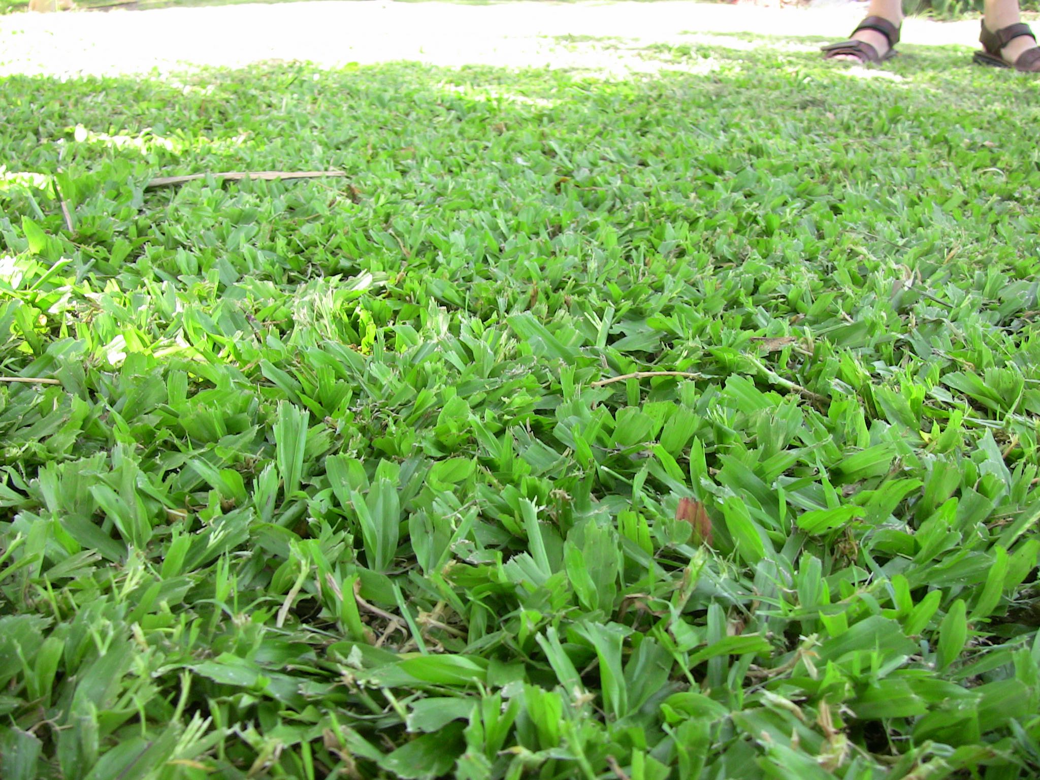 carpet grass singapore